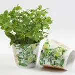 Circular Sheets Polypropilene RPP/PP 2